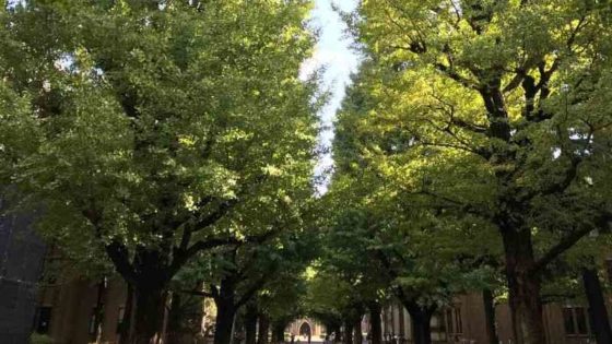 東京大学の銀杏並木